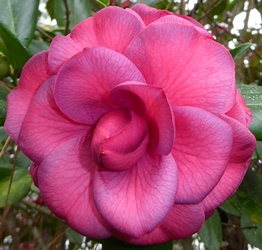Purple Dawn Camellia, Mathotiana Camellia, Camellia japonica 'Purple Dawn', C. japonica 'Mathotiana'